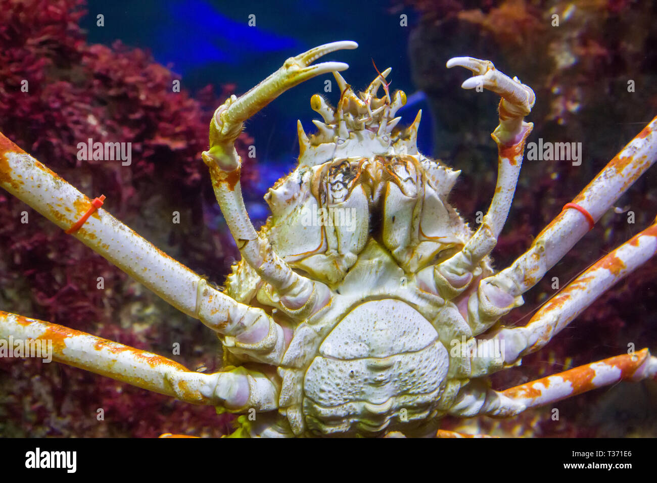 Giapponese ragno granchio Foto Stock