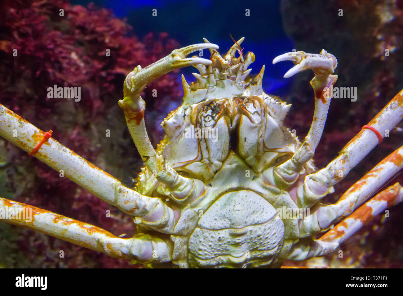 Giapponese ragno granchio Foto Stock