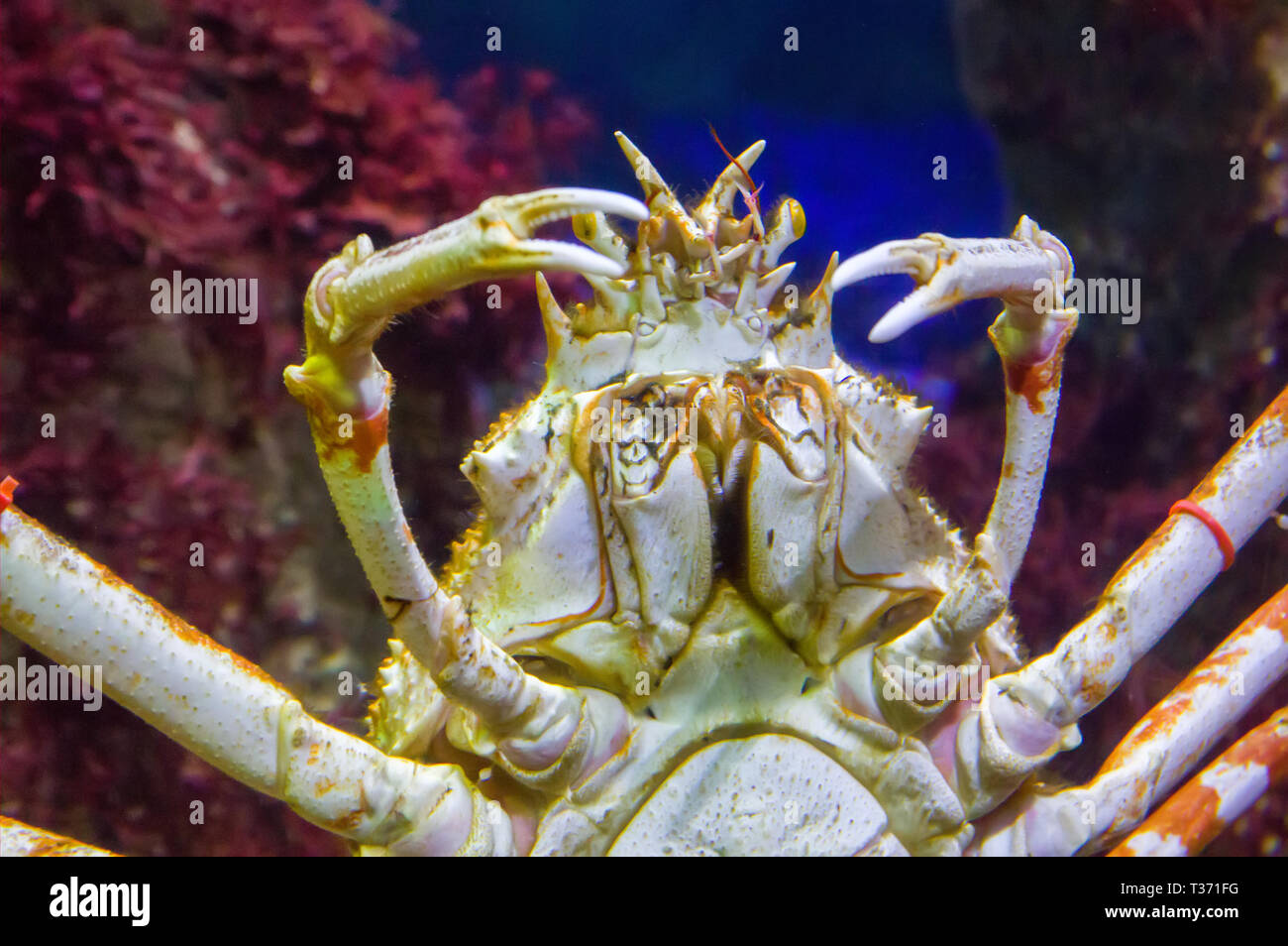 Giapponese ragno granchio Foto Stock