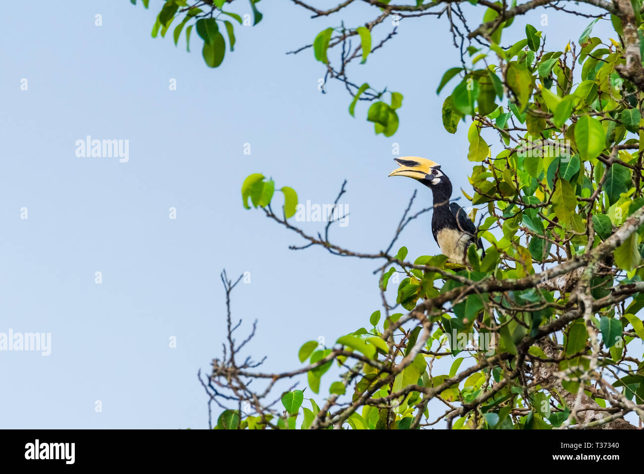 Oriental pied hornbill femmina in natura Foto Stock