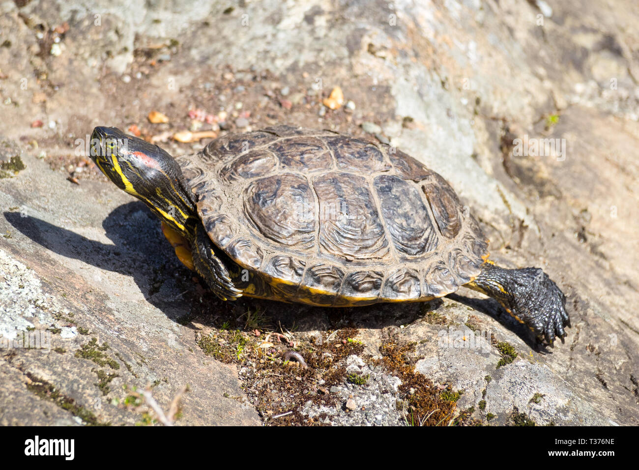 Una tartaruga dalle orecchie rosse (Trachemys scripta elegans), noto anche come un rosso-eared terrapin, è una sottospecie del cursore di stagno. Giardino Abkhazi, Victoria, Canada. Foto Stock