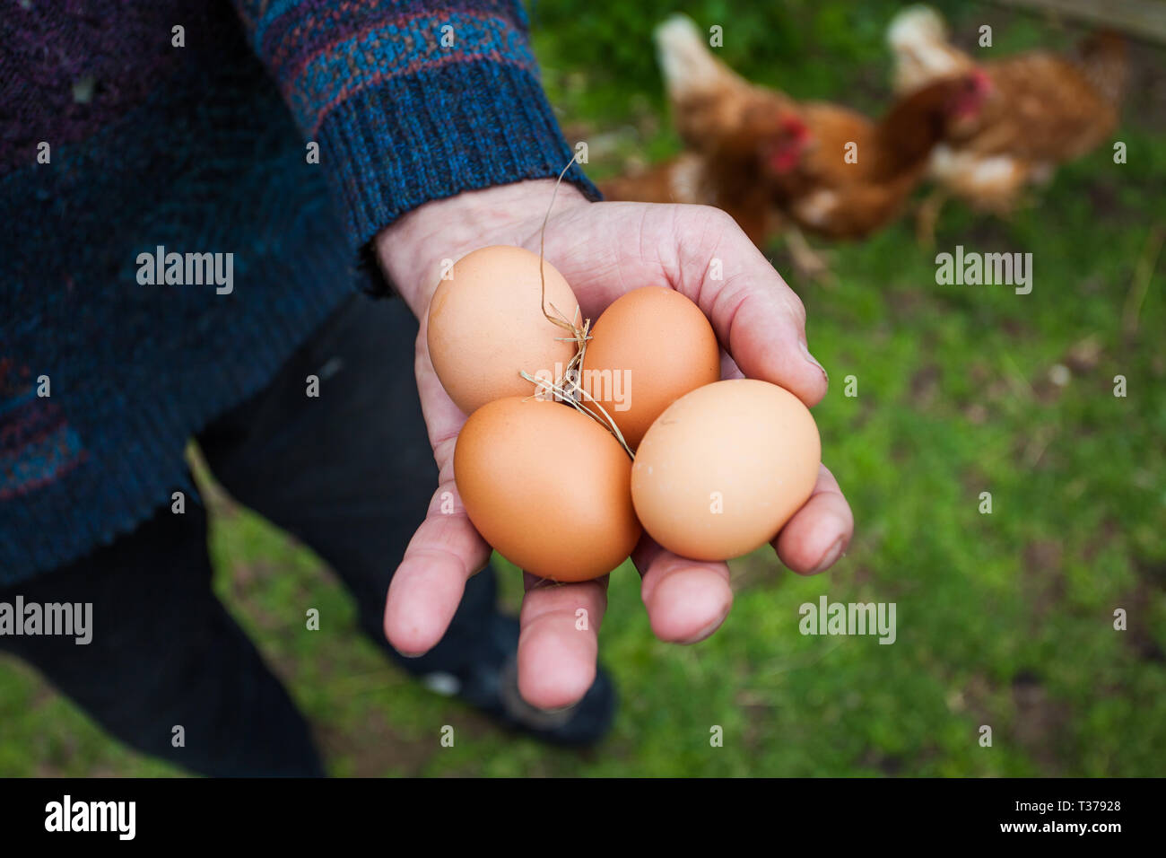 Mani libere fresco uova gamma nel pollaio in una fattoria con un background  erbose dotate di galline Foto stock - Alamy
