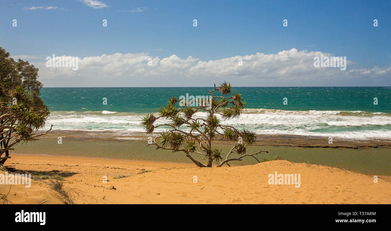 Vista panoramica di deserta spiaggia sabbiosa e pandanus solitaria Palm tree sotto il cielo blu a Deepwater Parco Nazionale di Queensland in Australia Foto Stock