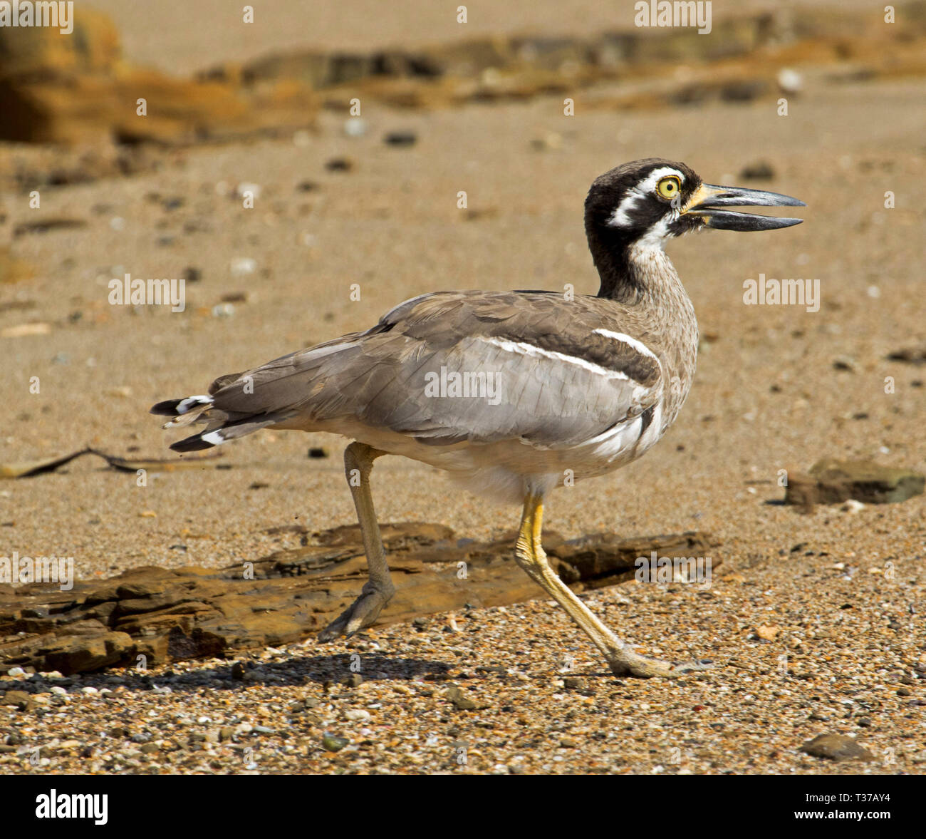 Bella e inusuale spiaggia di pietra-curlew / thick-ginocchio, Esacus magnirostris, corsa sulla spiaggia sabbiosa con bill aprire in Hervey Bay Queensland Australia Foto Stock
