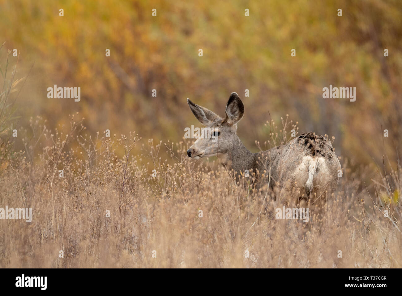 Young Mule Deer in erbe lunghe con fogliame di autunno in background Foto Stock