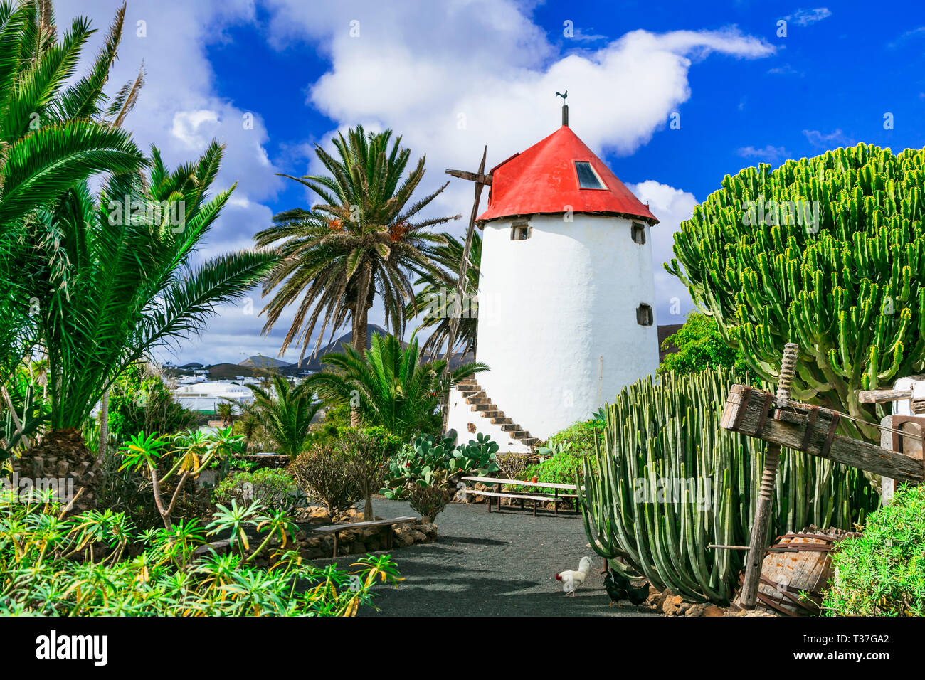 Mulino a vento tradizionale nel giardino di cactus,Lanzarote,Spagna Foto Stock