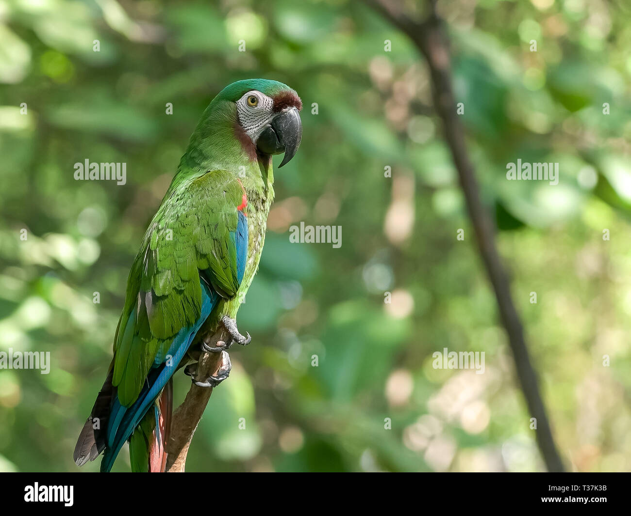 Chestnut fronteggiata macaw in un parco in Ecuador Foto Stock