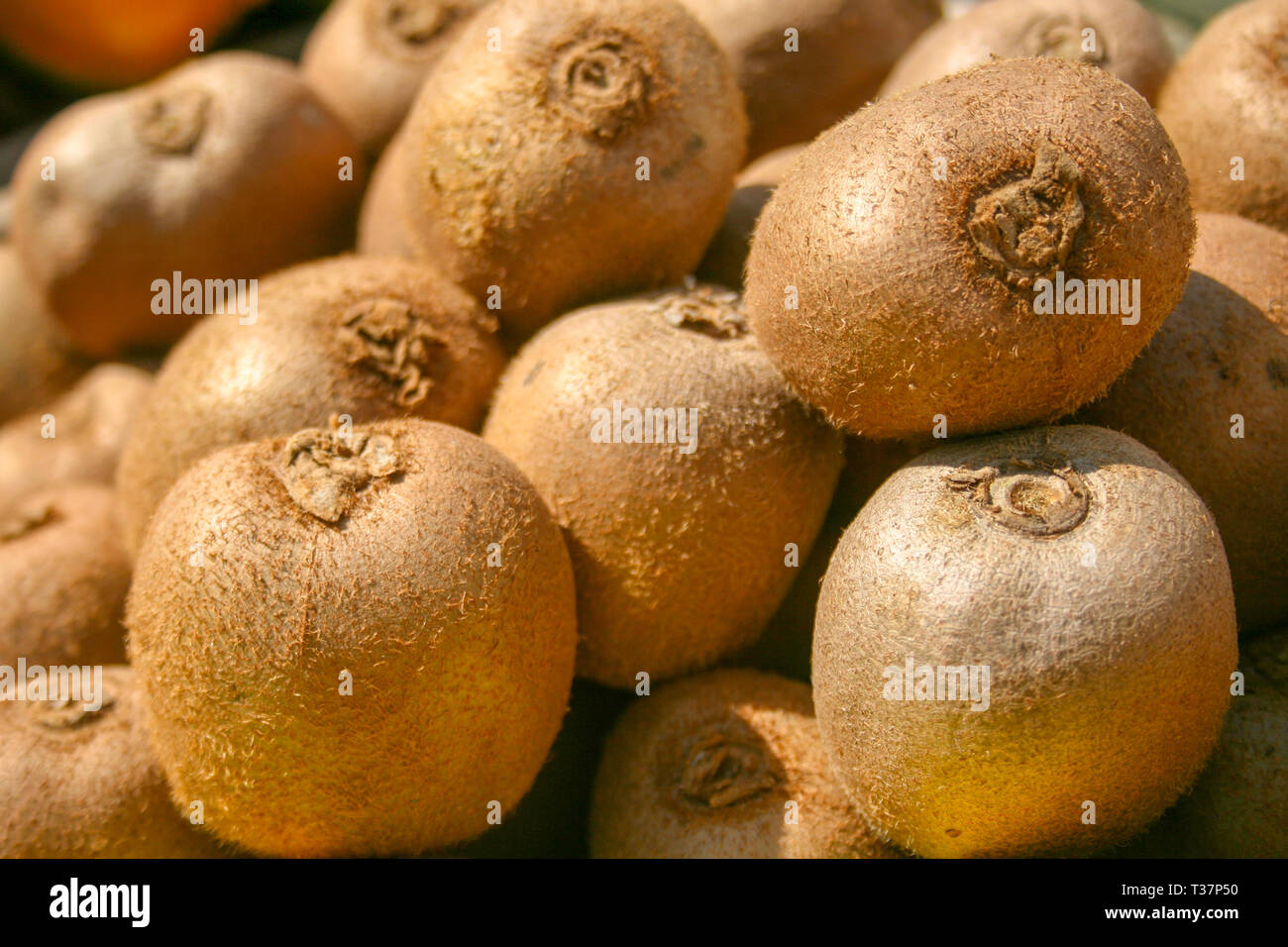 Kiwi freschi come sfondo, sotto il sole, frutto primaverile, close up Foto Stock