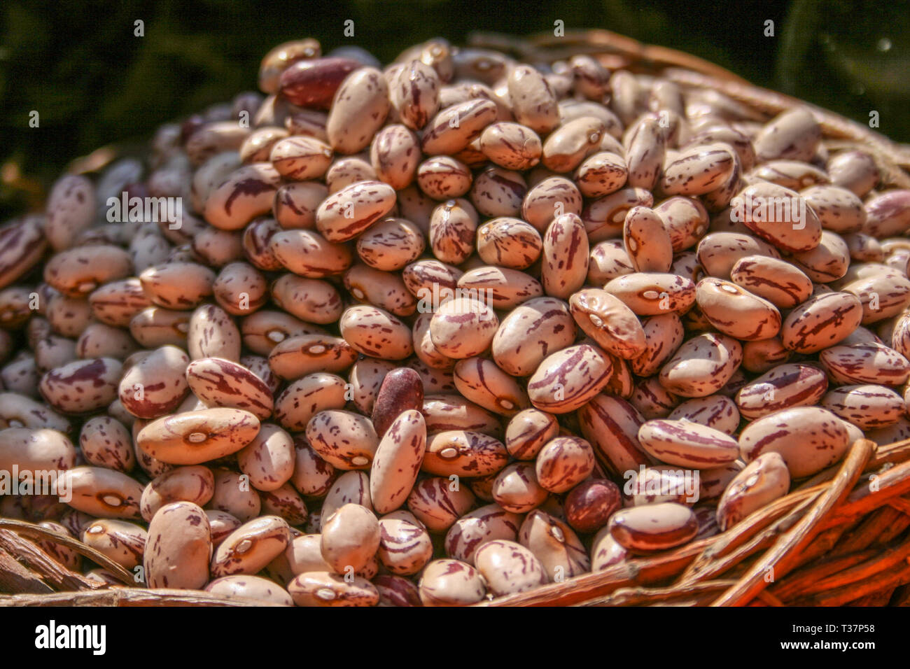 Essiccato Fagioli Borlotti closeup, mostrando il rosso e bianco patterns di fagioli Foto Stock