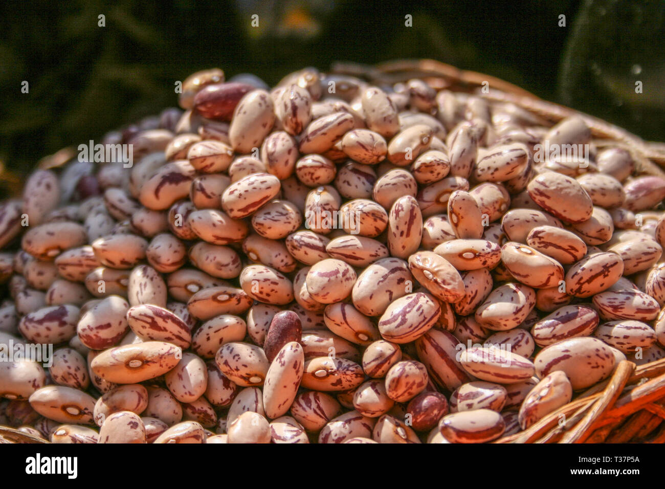 Essiccato Fagioli Borlotti closeup, mostrando il rosso e bianco patterns di fagioli Foto Stock
