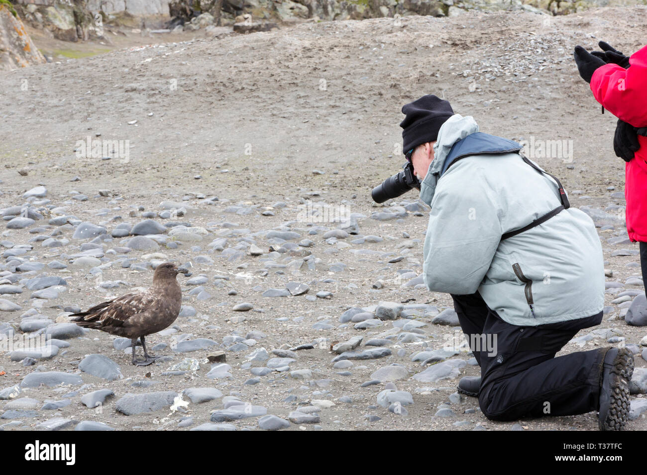 Un marrone Skua, Stercorarius antarcticus guardato dai turisti a Elephant punto; Livingston isola; stretto di Bransfield; sud le isole Shetland; Antartide Foto Stock