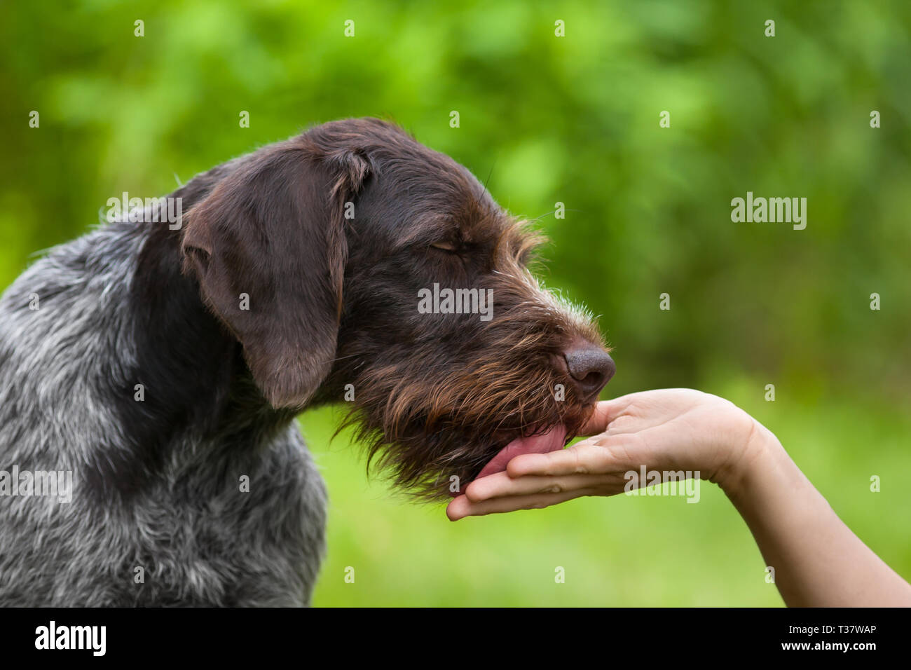 Cane leccare la mano della donna sul verde sfondo estivo Foto Stock