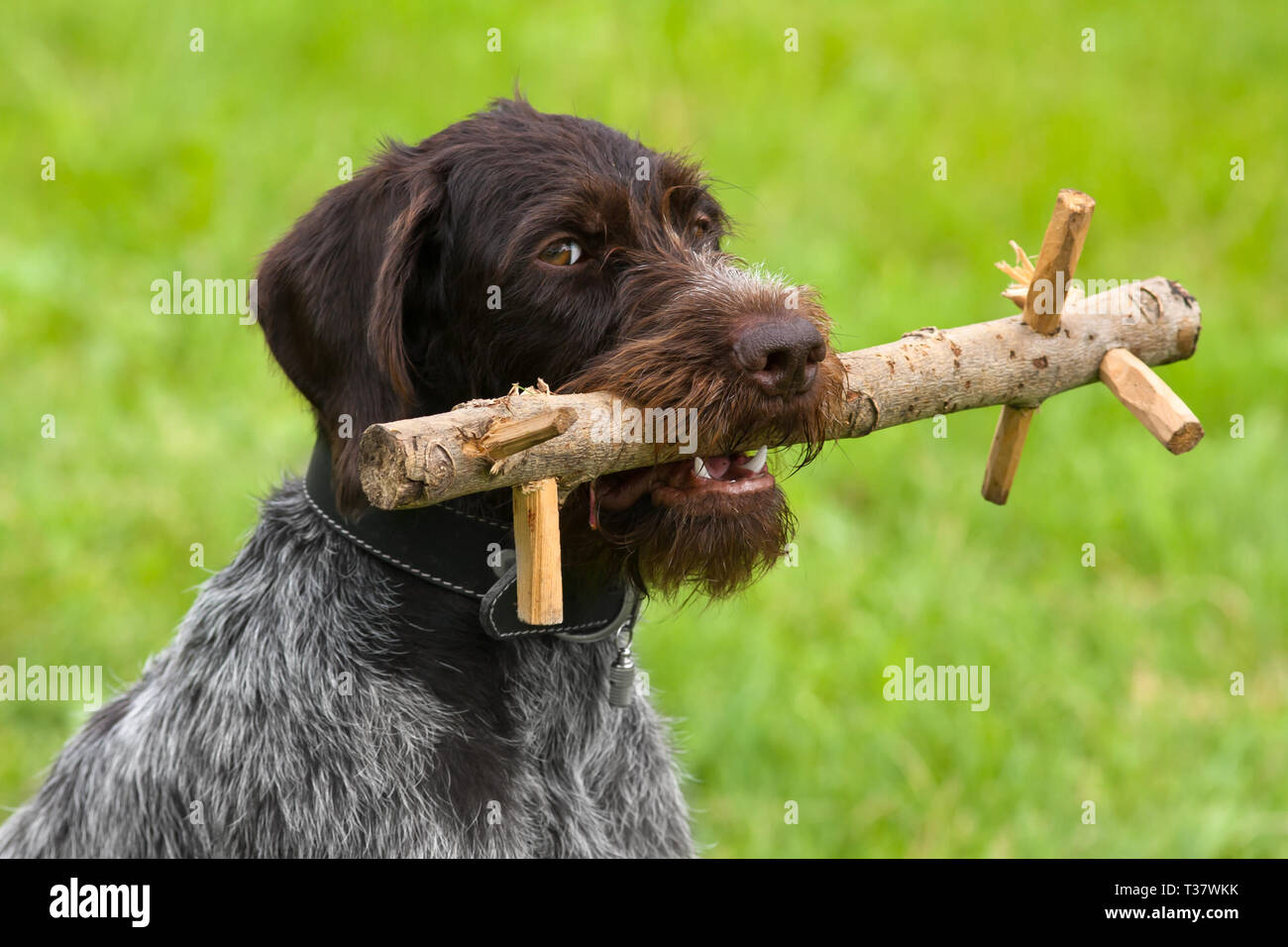 Cani da Caccia wirehaired tedesco del puntatore con il manichino di formazione Foto Stock