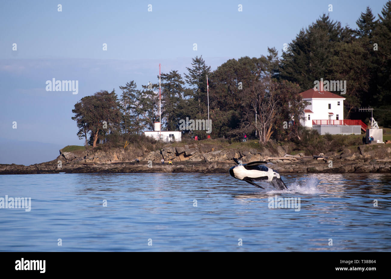 Vancouver, British Columbia, Canada. 30 Mar, 2019. Una balena killer denominato Onyx violazioni di fronte Georgina Point Lighthouse a Mayne isola al largo della costa di Vancouver, Canada il 30 marzo 2019. Credito: Josh Edelson/ZUMA filo/Alamy Live News Foto Stock