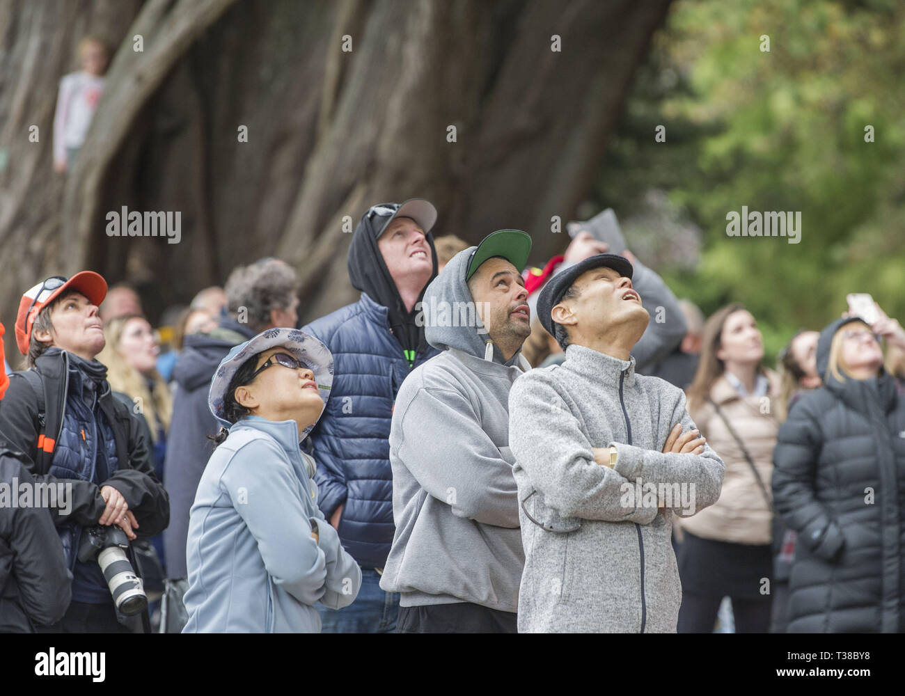 Christchurch, Canterbury, Nuova Zelanda. 7 apr, 2019. Spettatori gru il loro collo per assistere i partecipanti nella regione Asia-Pacifico Tree Climbing Master sfida campionati in Christchurch Botanic Gardens. I concorrenti vie in una serie di test di agilità, velocità e abilità. Credito: PJ Heller/ZUMA filo/Alamy Live News Foto Stock