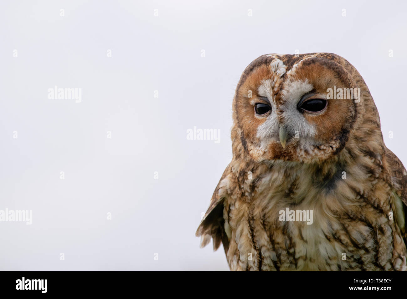 Gufo Tawny Foto Stock