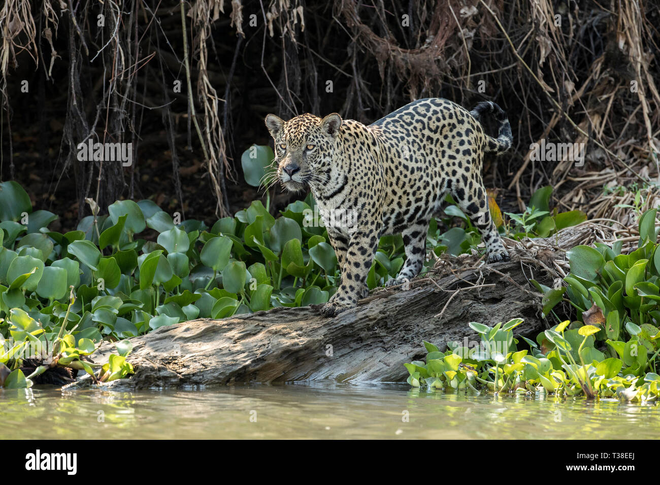 Jaguar, Panthera onca, Pantanal, Mato Grosso, Brasile Foto Stock