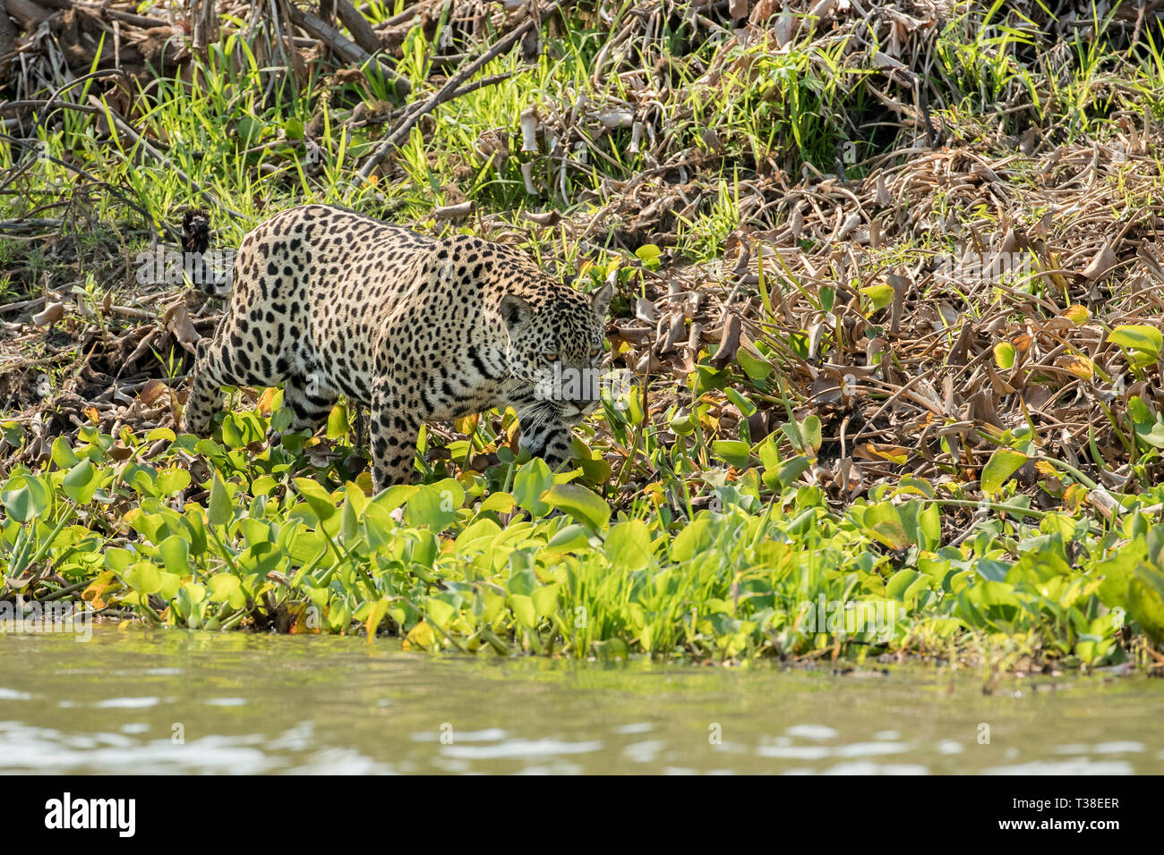 Jaguar, Panthera onca, Pantanal, Mato Grosso, Brasile Foto Stock