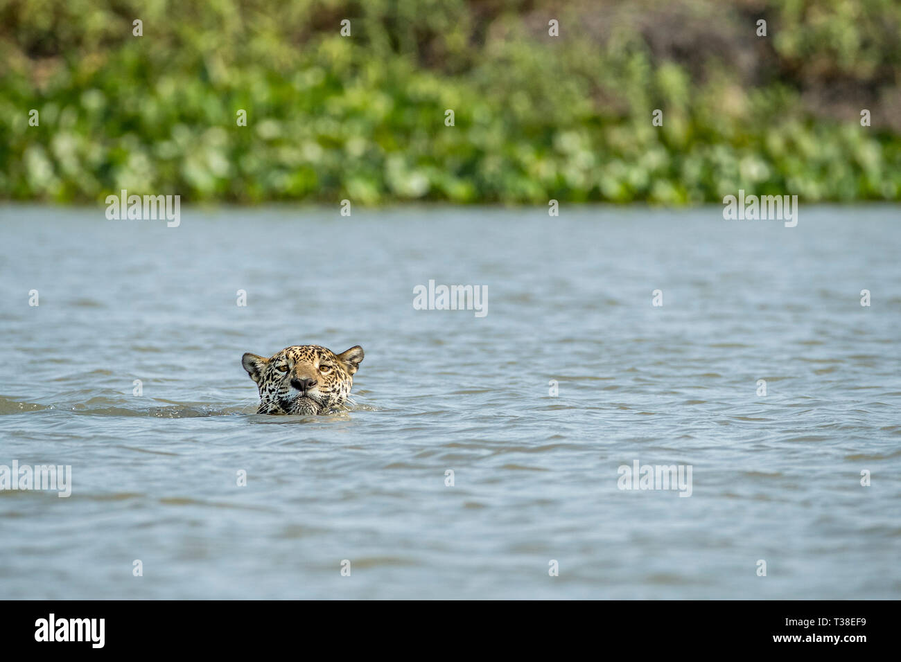 Jaguar Varcando il fiume, Panthera onca, Pantanal, Mato Grosso, Brasile Foto Stock
