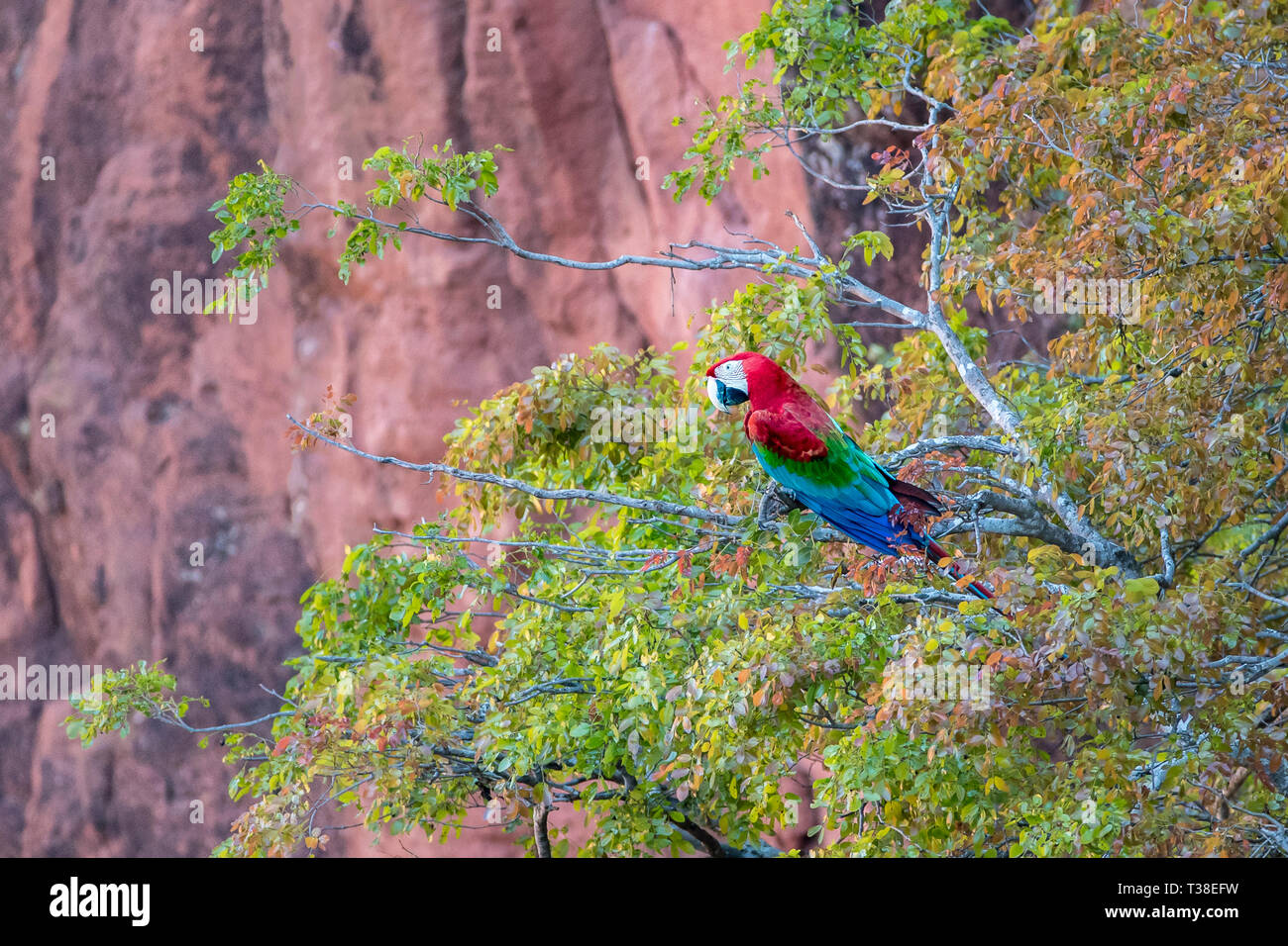 Rosso-verde Macaw appoggiata nella struttura ad albero, Ara chloropterus, Bonito, Mato Grosso do Sul, Brasile Foto Stock