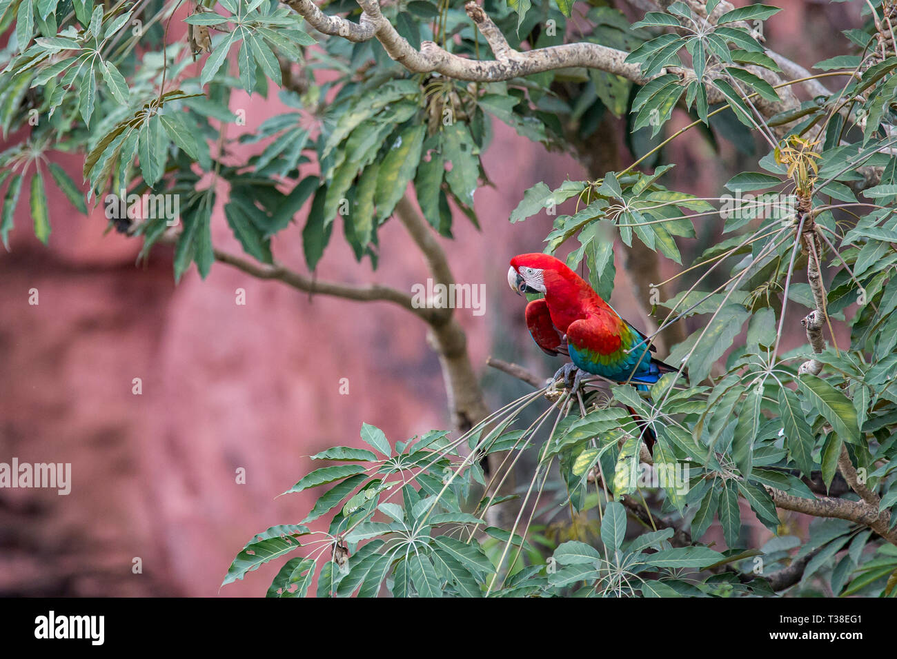 Rosso-verde Macaw appoggiata nella struttura ad albero, Ara chloropterus, Bonito, Mato Grosso do Sul, Brasile Foto Stock