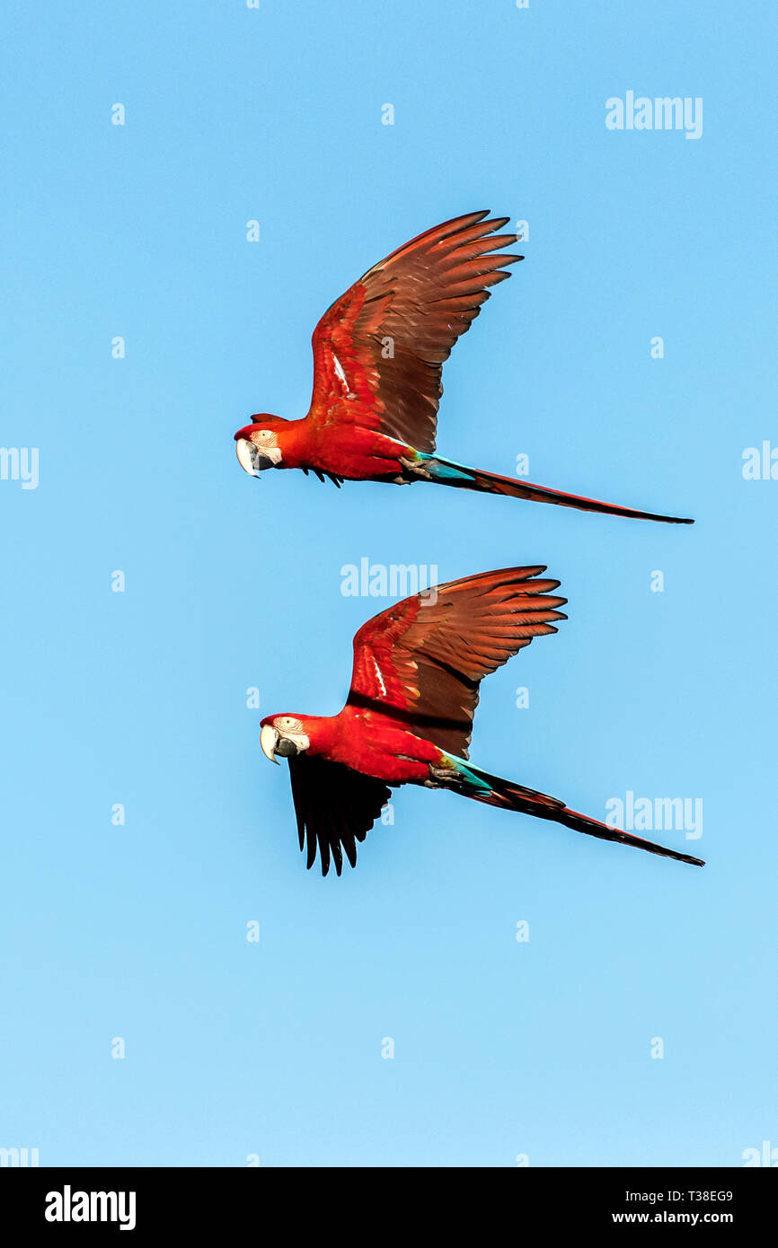 Rosso-verde Macaw in volo, Ara chloropterus, Bonito, Mato Grosso do Sul, Brasile Foto Stock