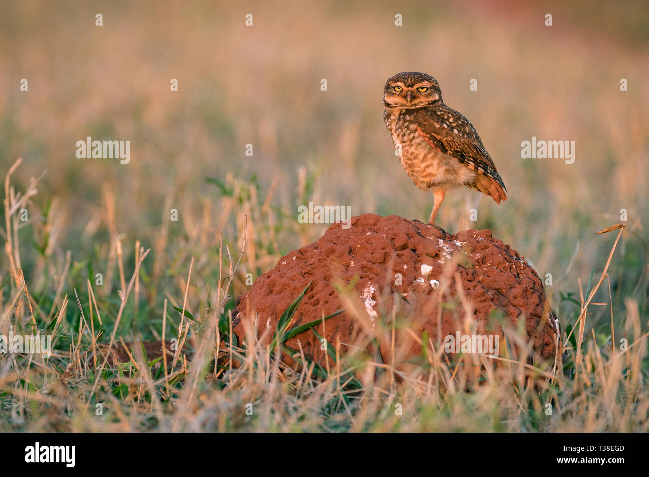 Scavando il gufo, Athene cunicularia, Bonito, Mato Grosso do Sul, Brasile Foto Stock