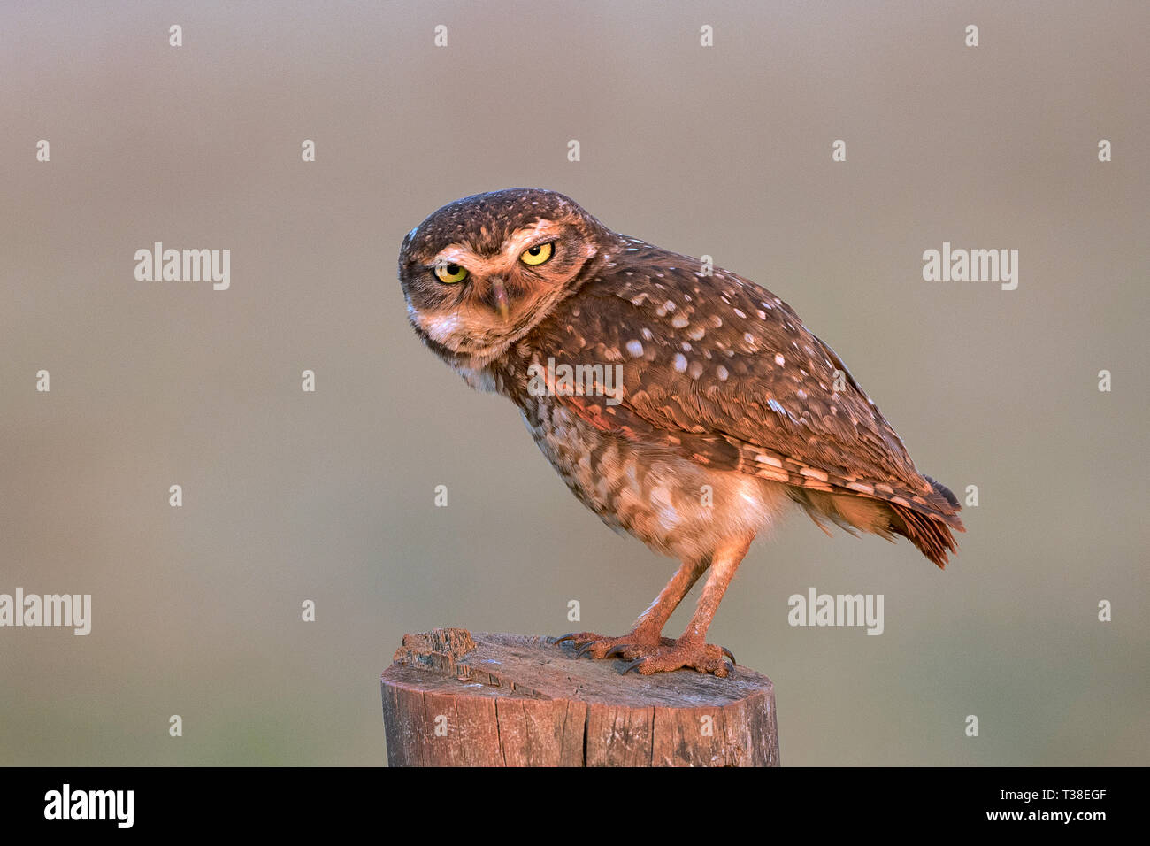 Scavando il gufo, Athene cunicularia, Bonito, Mato Grosso do Sul, Brasile Foto Stock