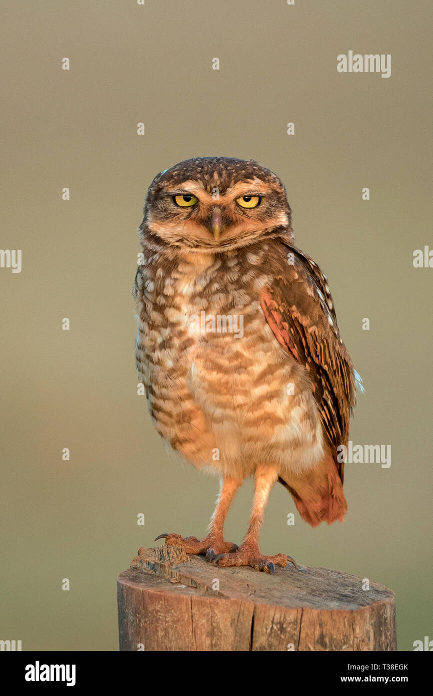 Scavando il gufo, Athene cunicularia, Bonito, Mato Grosso do Sul, Brasile Foto Stock