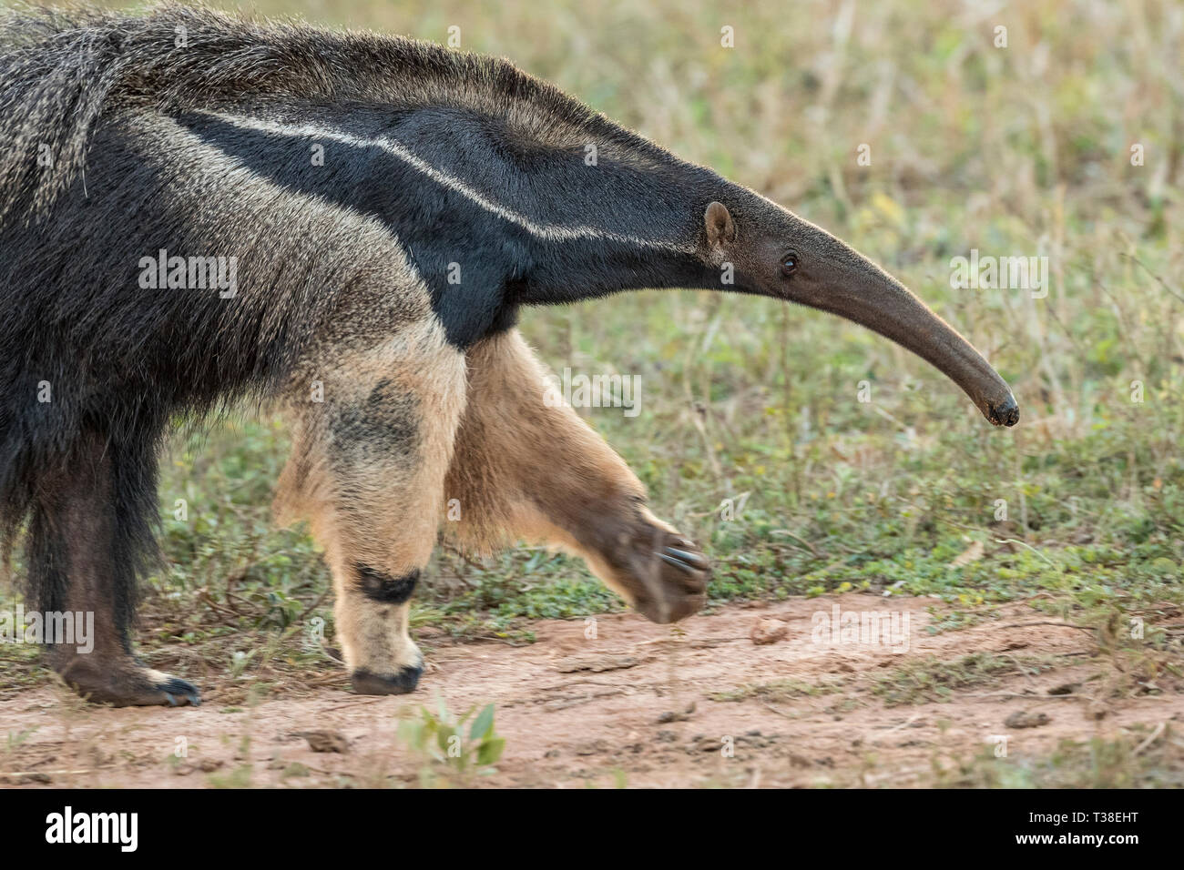 Anteater gigante, Myrmecophaga tridactyla, Bonito, Mato Grosso do Sul, Brasile Foto Stock