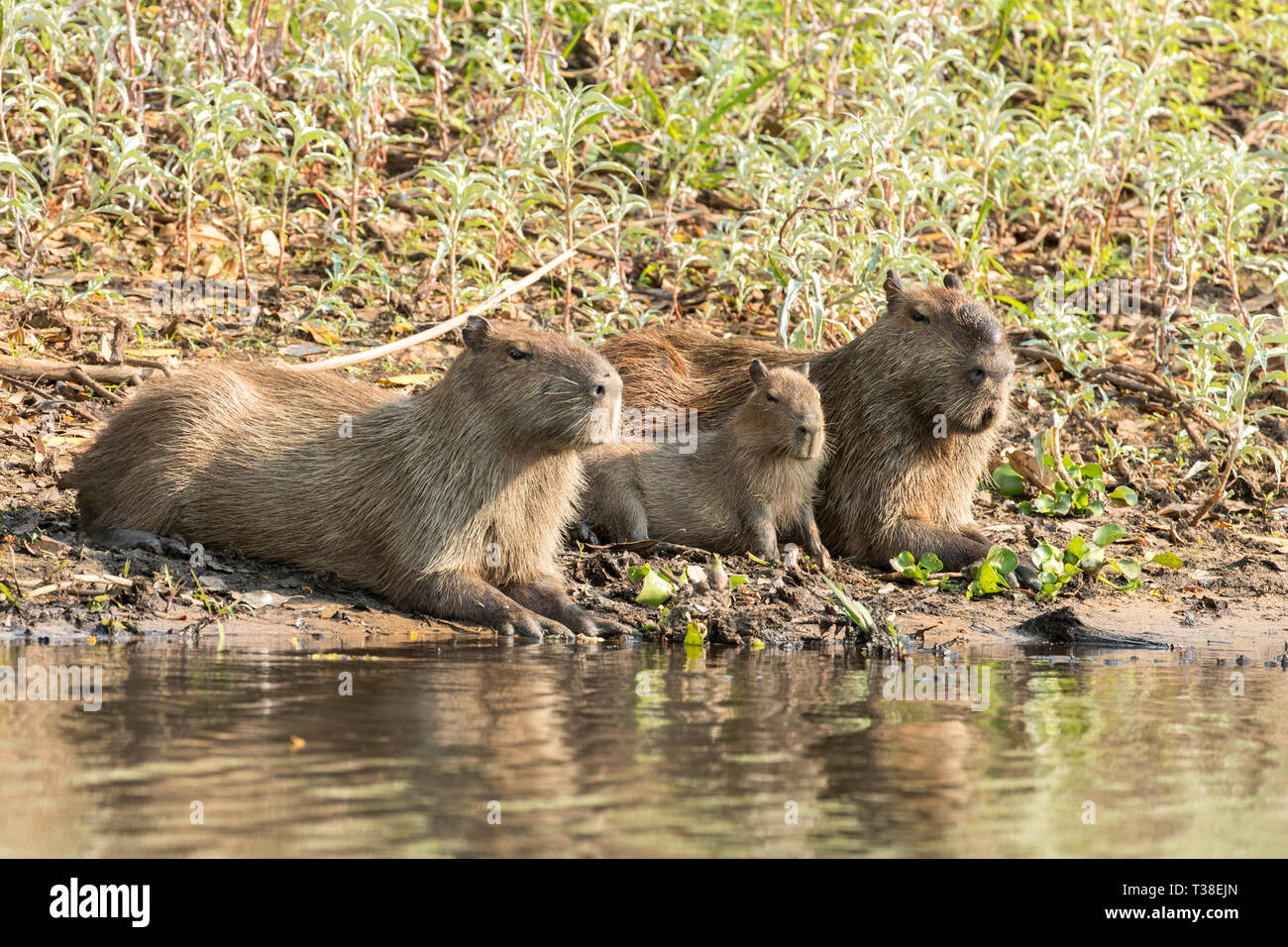 Capibara Famiglia, Hydrochoerus hydrochaeris, Pantanal, Mato Grosso do Sul, Brasile Foto Stock