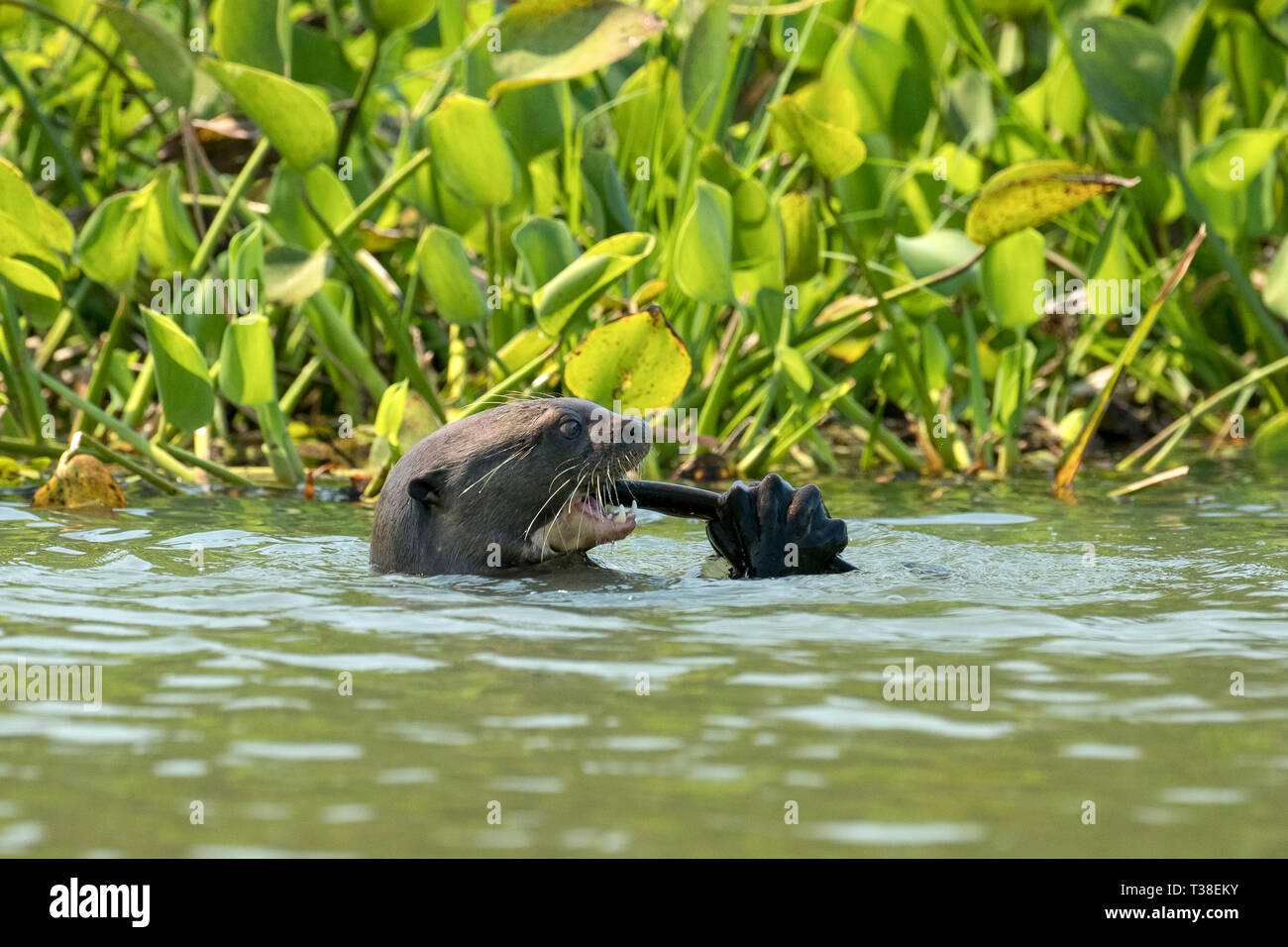 Giant Lontra di fiume mangiare pesce, Pteronura brasiliensis, Paraguay River, Pantanal, Brasile Foto Stock
