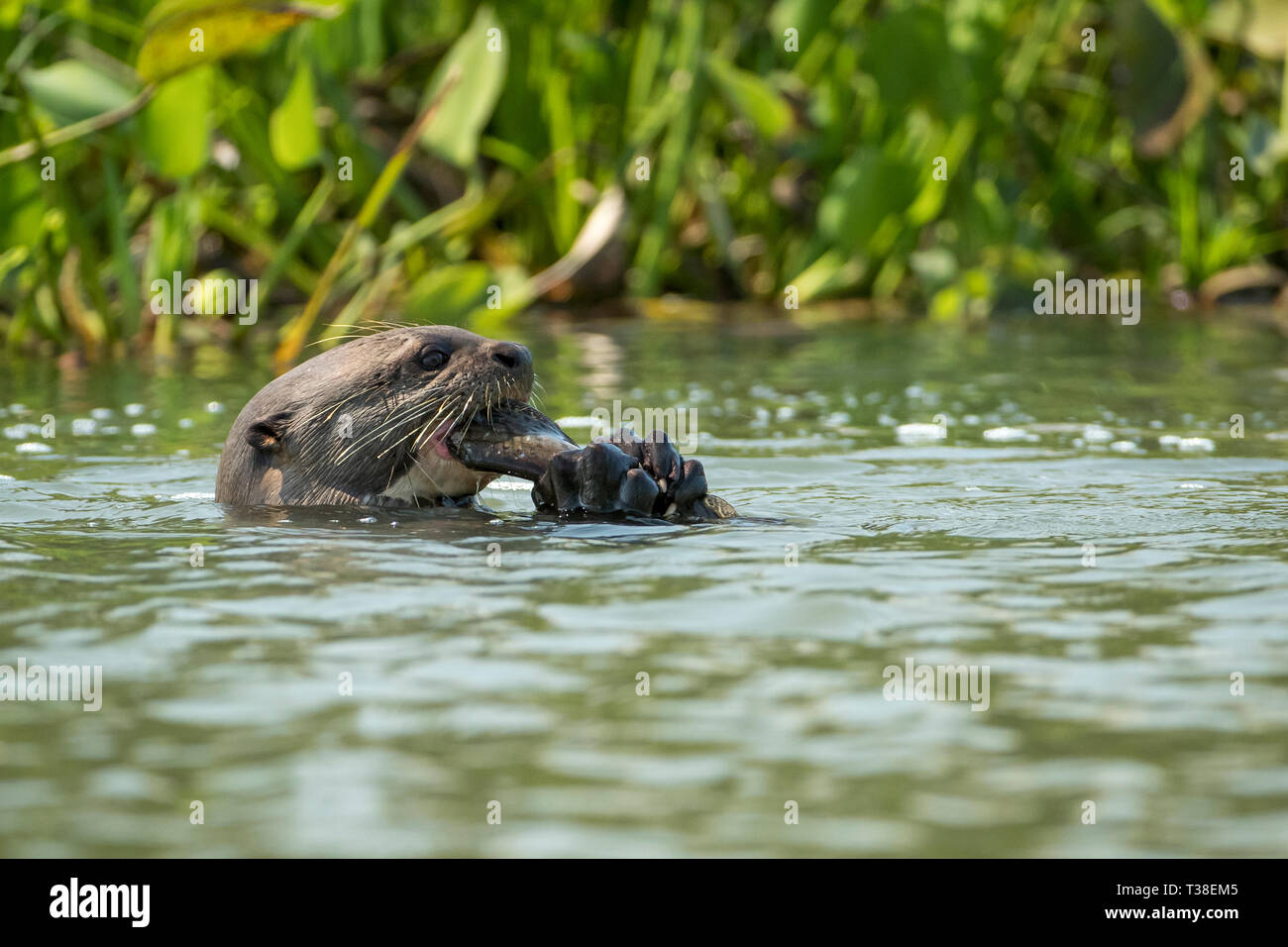 Giant Lontra di fiume mangiare pesce, Pteronura brasiliensis, Paraguay River, Pantanal, Brasile Foto Stock