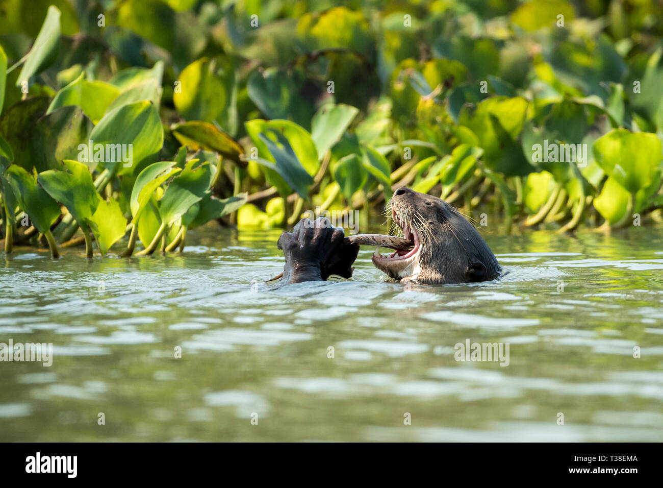 Giant Lontra di fiume mangiare pesce, Pteronura brasiliensis, Paraguay River, Pantanal, Brasile Foto Stock