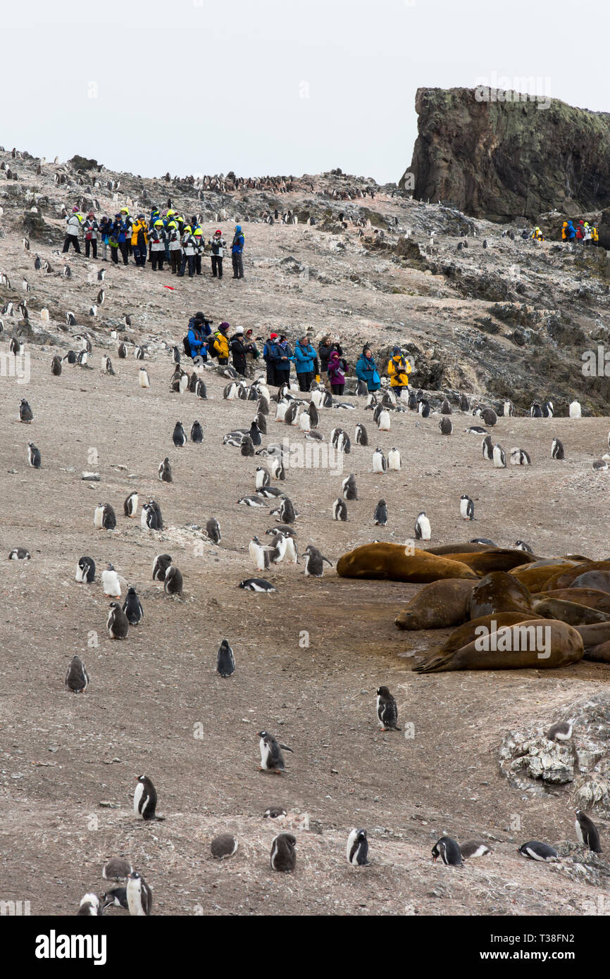 Elefante marino del sud, Mirounga leonina e pinguino papua; Pygoscelis papua a Hannah punto; Walker Bay; Livingston isola; a sud le isole Shetland; Foto Stock