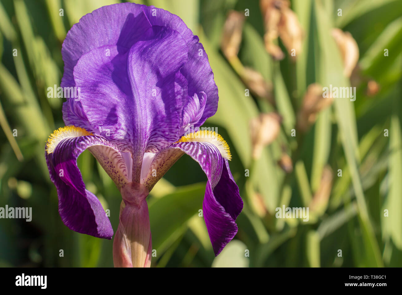 Iris germanica, Iris fiore sboccia Close Up Foto Stock