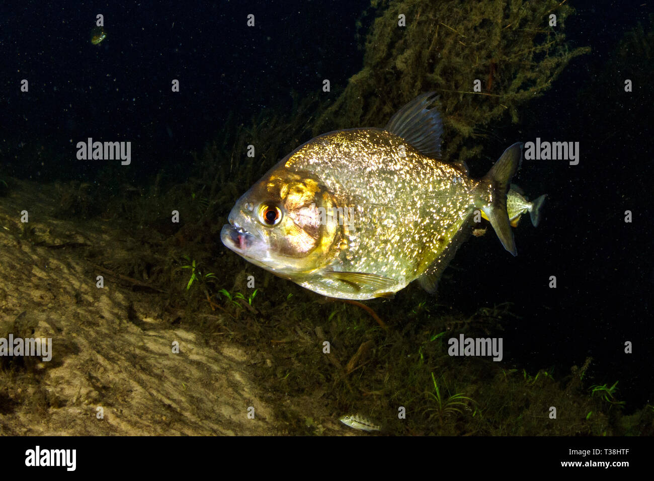Yellow King, Piranha Pygocentrus nattereri ternezi, Paraguay River, Pantanal, Brasile Foto Stock