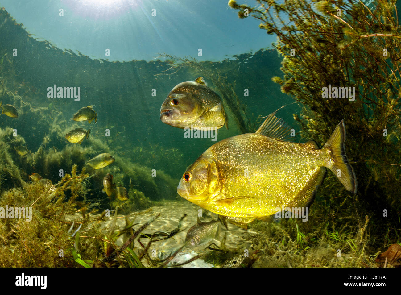 Yellow King, Piranha Pygocentrus nattereri, Paraguay River, Pantanal, Brasile Foto Stock