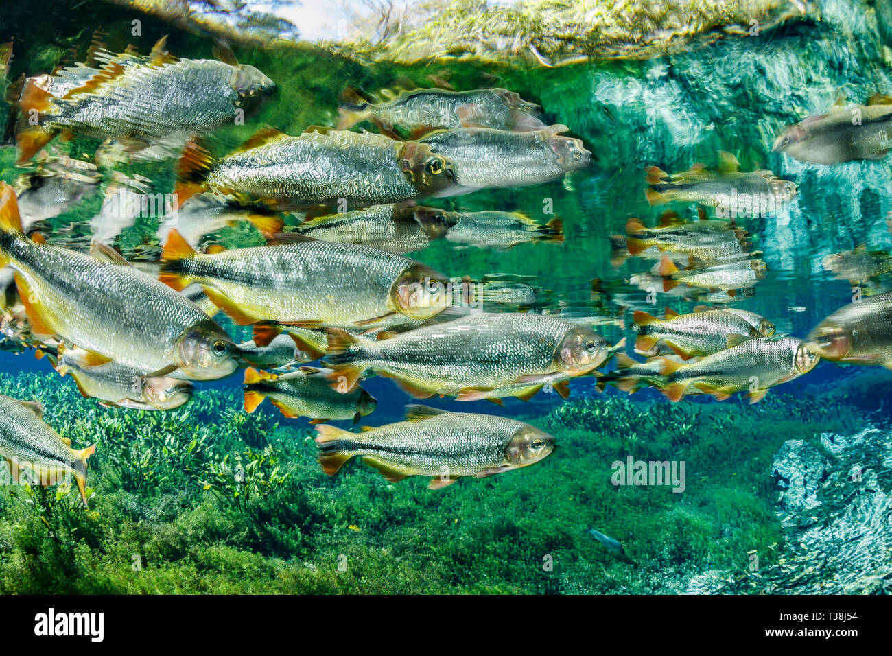 Secca di Piraputanga, Brycon hilarii, Aquario naturale, Bonito, Mato Grosso do Sul, Brasile Foto Stock