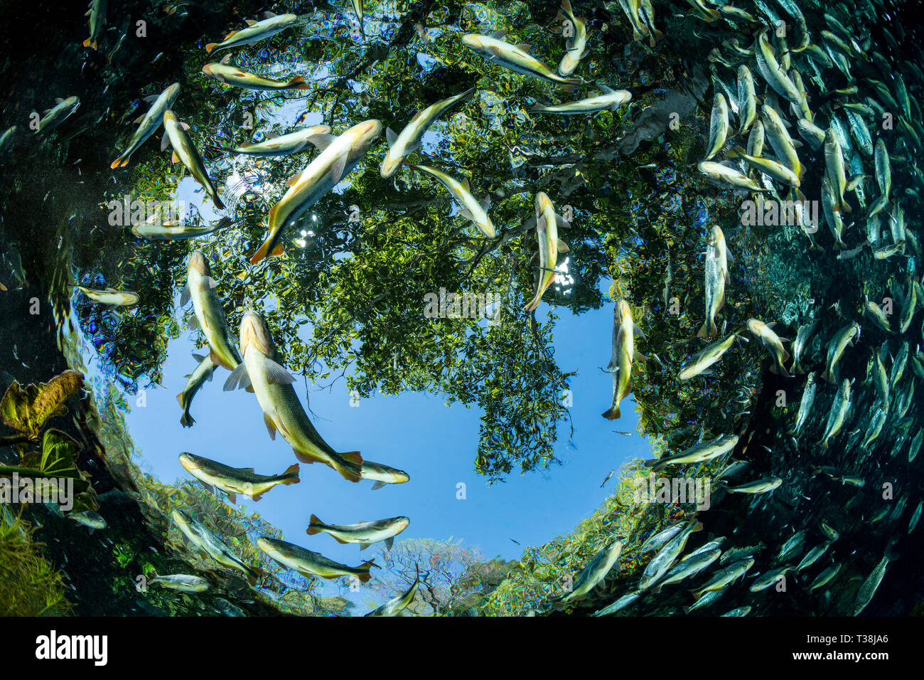 Secca di Piraputanga, Brycon hilarii, Aquario naturale, Bonito, Mato Grosso do Sul, Brasile Foto Stock