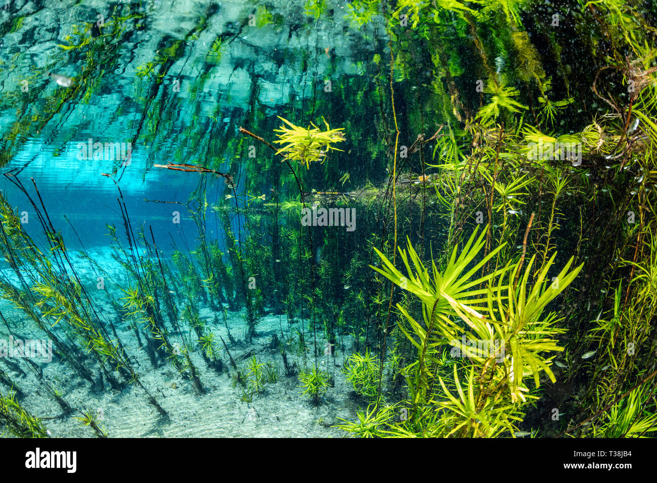 Impressioni di Aquario primavera naturale, Bonito, Mato Grosso do Sul, Brasile Foto Stock