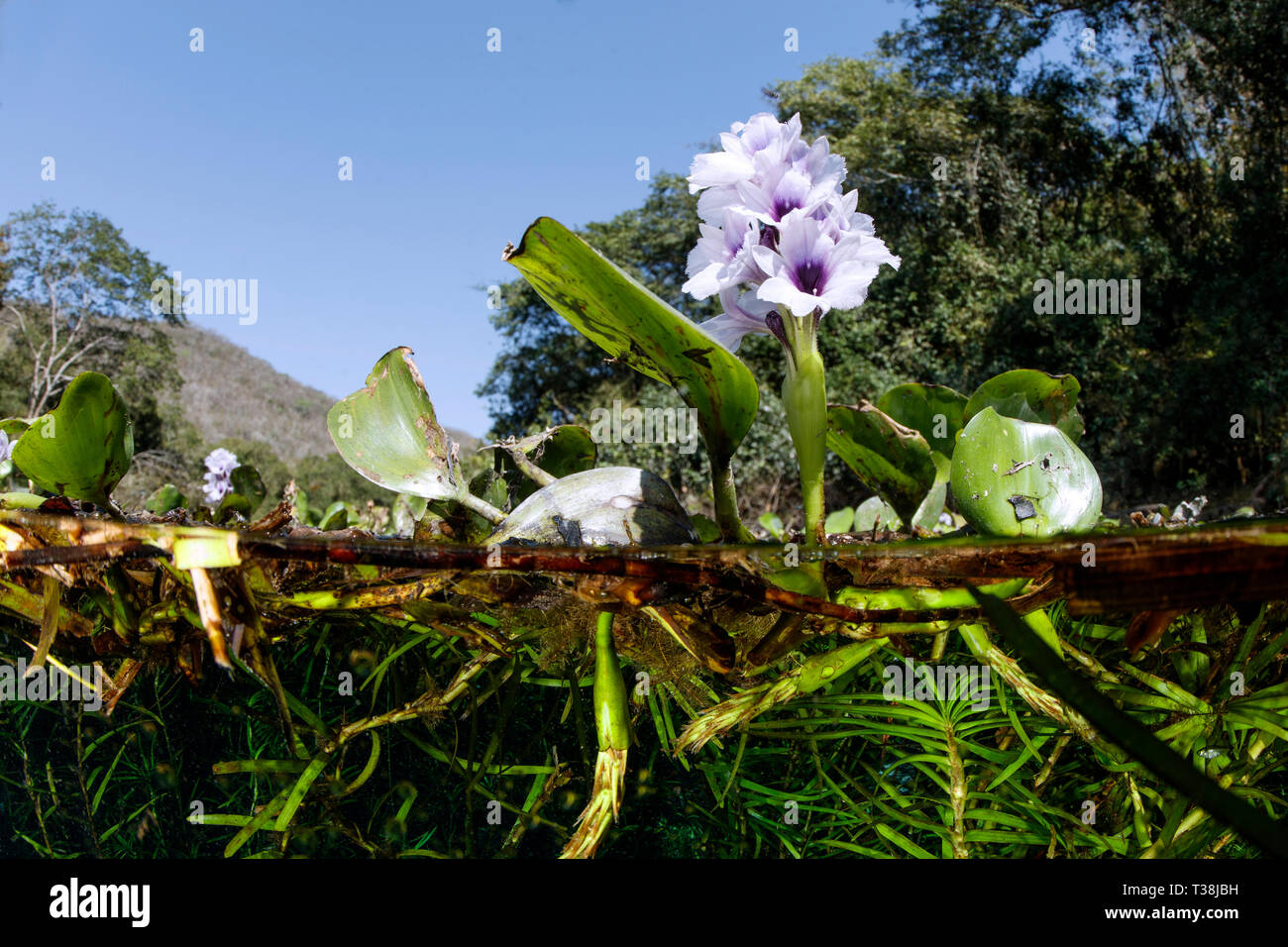 Acqua, Hyazinth Eichhornia sp., Aquario naturale, Bonito, Mato Grosso do Sul, Brasile Foto Stock