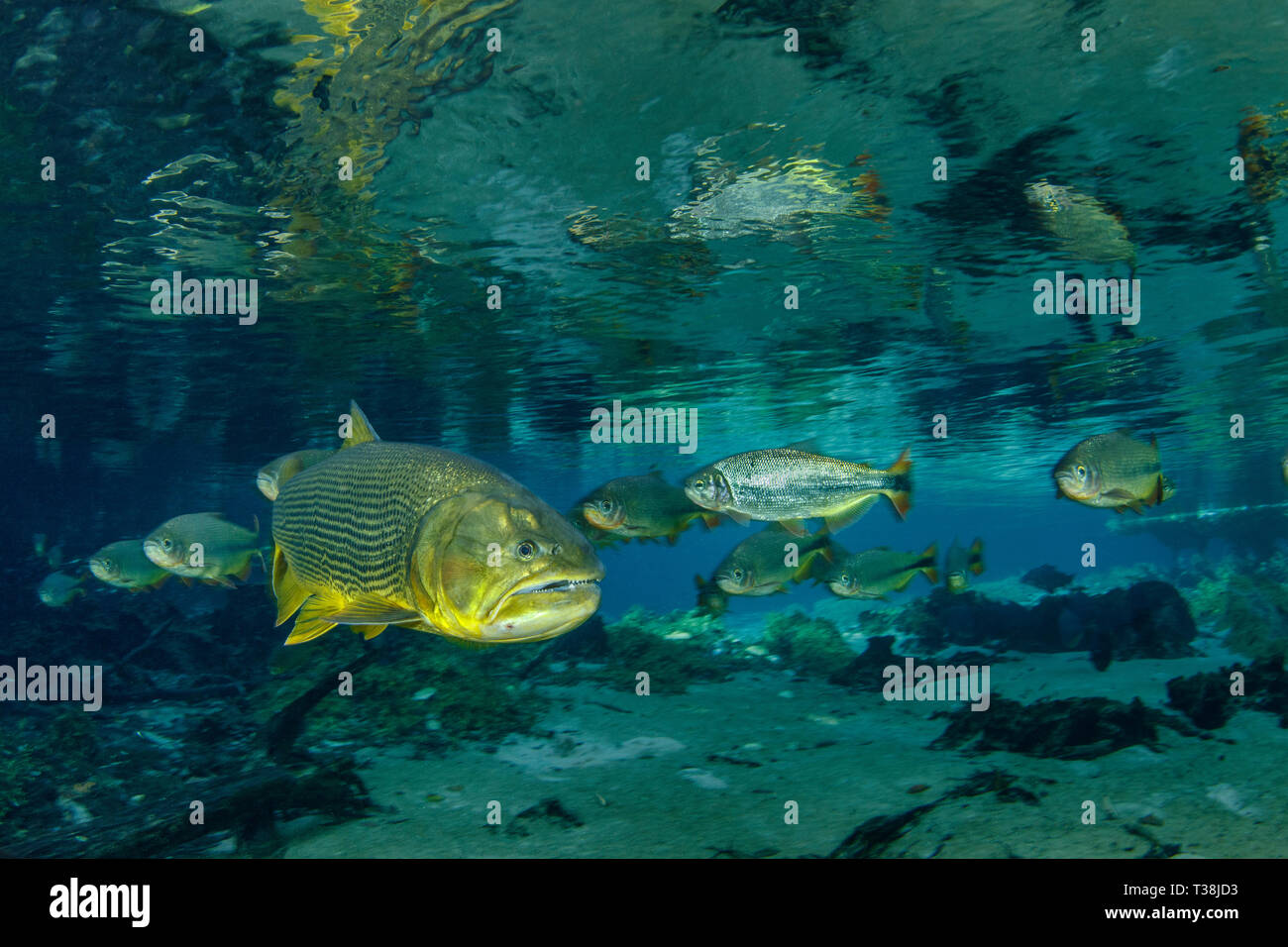 Acqua dolce, Dorado Salminus brasiliensis, Rio Da Prata, Bonito, Mato Grosso do Sul, Brasile Foto Stock