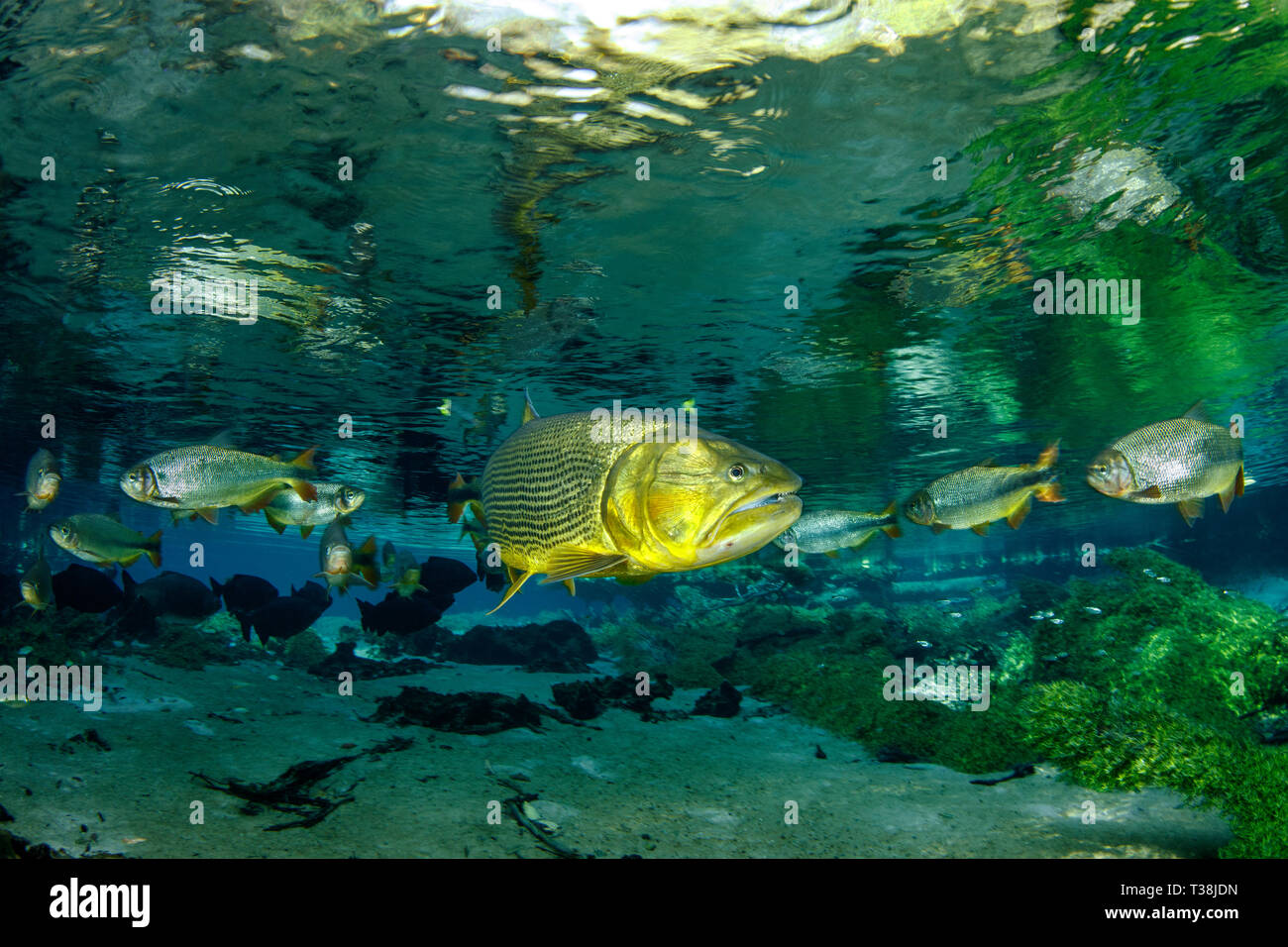 Acqua dolce, Dorado Salminus brasiliensis, Rio Da Prata, Bonito, Mato Grosso do Sul, Brasile Foto Stock