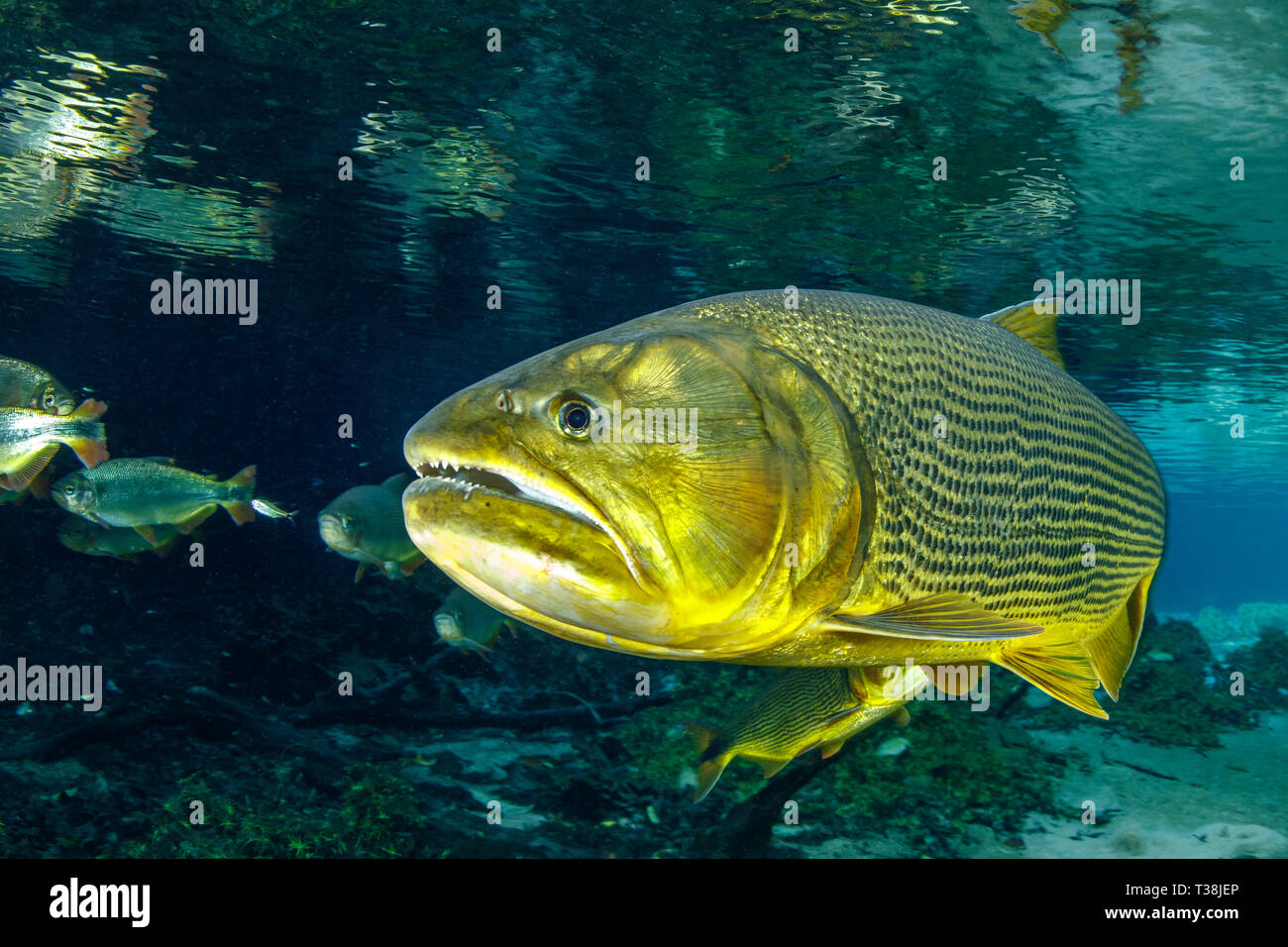 Acqua dolce, Dorado Salminus brasiliensis, Rio Da Prata, Bonito, Mato Grosso do Sul, Brasile Foto Stock