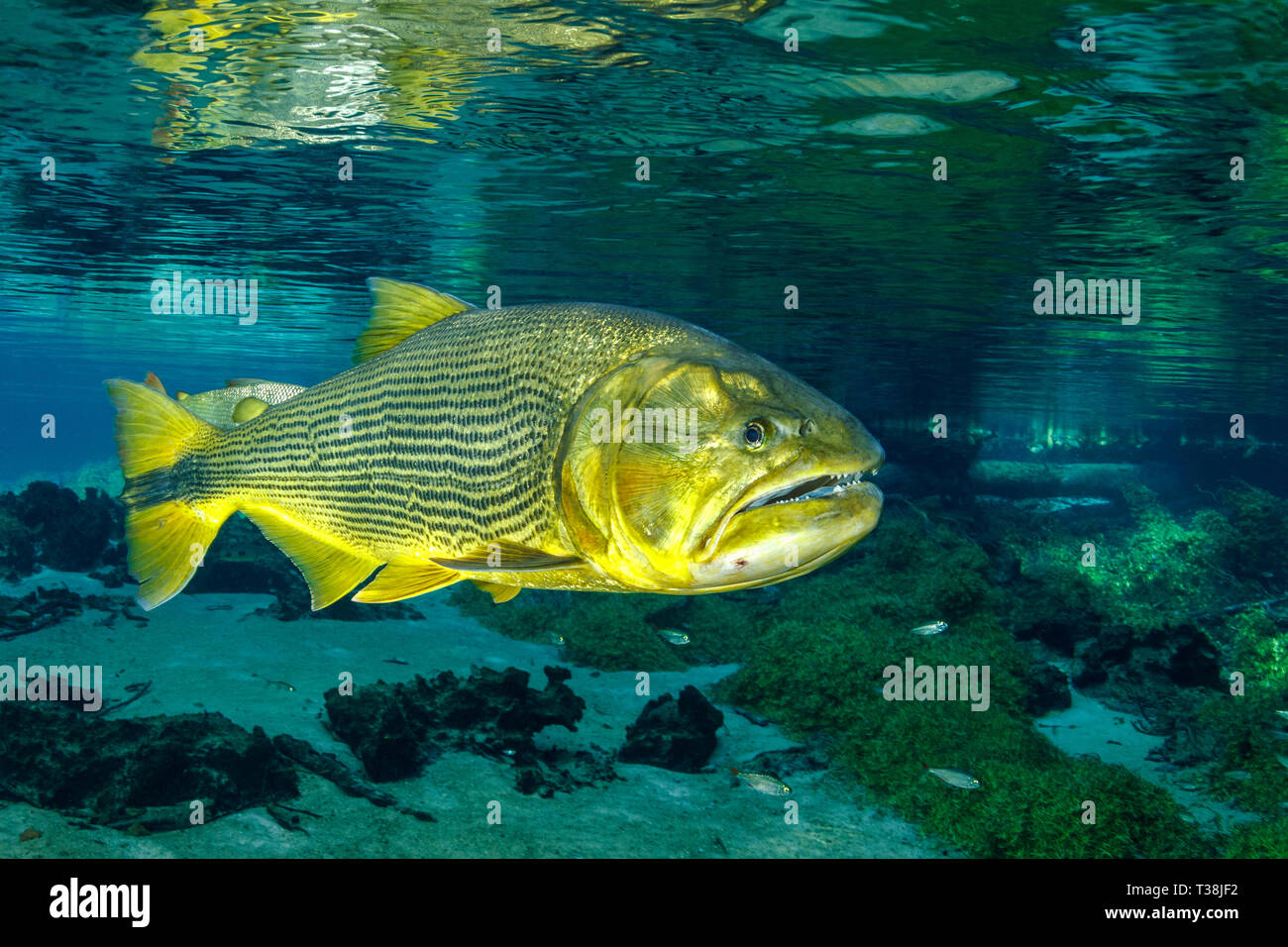 Acqua dolce, Dorado Salminus brasiliensis, Rio Da Prata, Bonito, Mato Grosso do Sul, Brasile Foto Stock