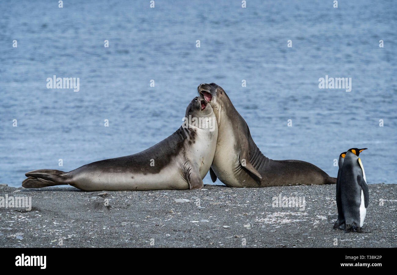 Bambini foche elefanti combattimenti Foto Stock