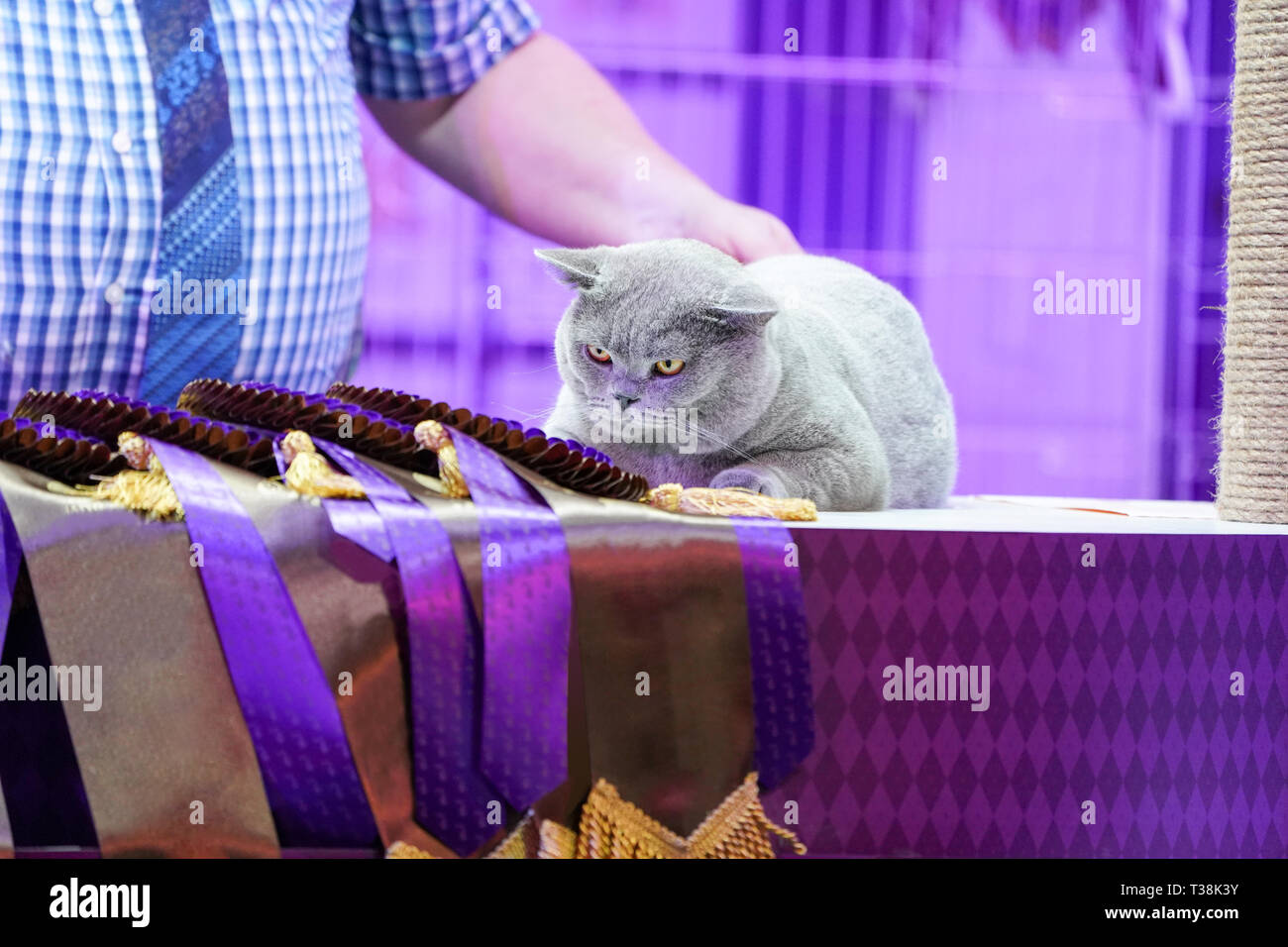Fat Thai Korat gatto pelo grigio e gli occhi gialli, con vincitore etichetta di nastro. Foto Stock