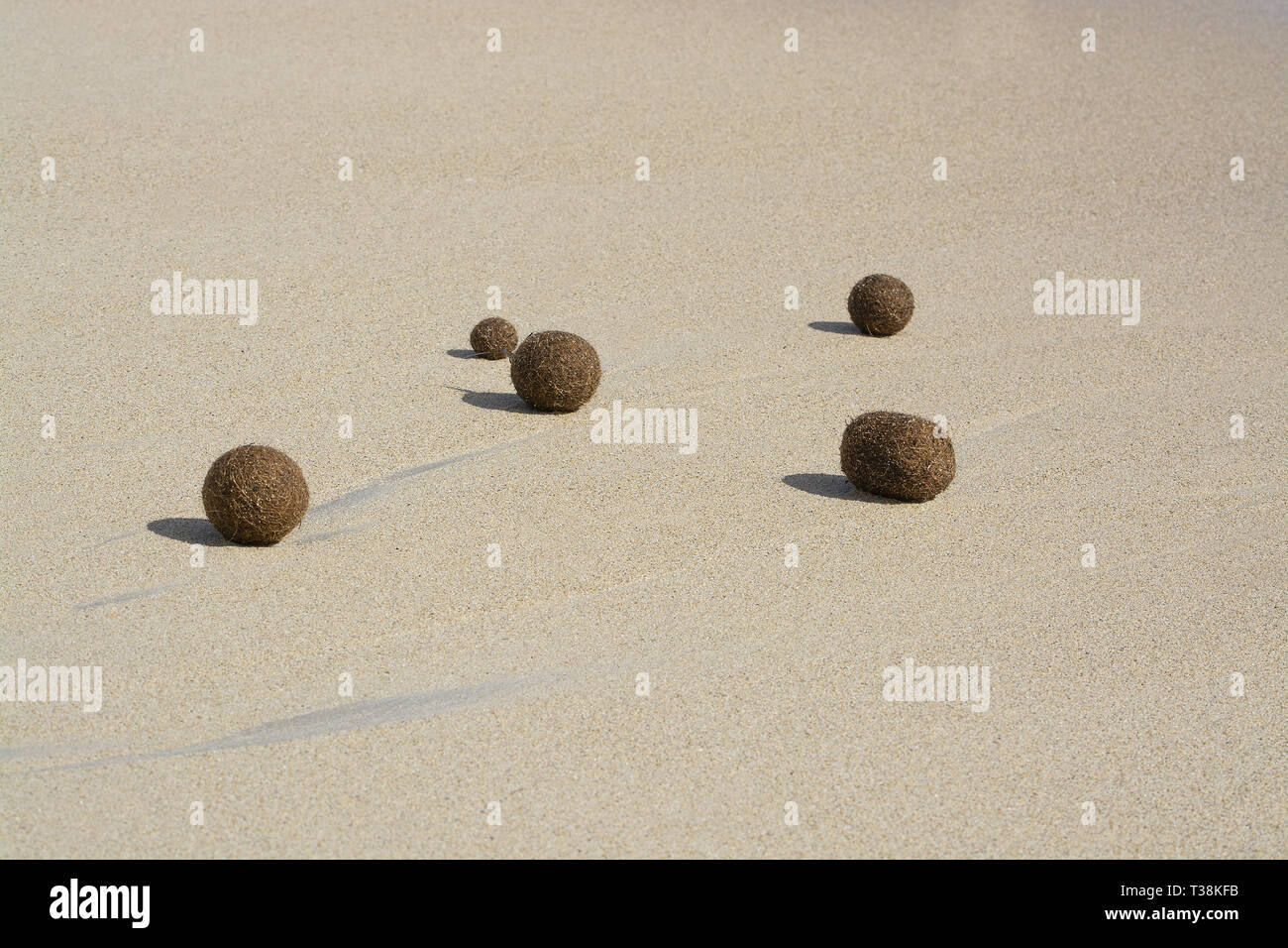 Sfere in fibra di piante fanerogame lavato fino sulla spiaggia sabbiosa di Mallorca, Spagna. Foto Stock