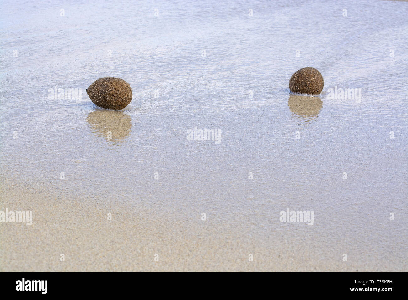 Sfere in fibra di piante fanerogame lavato fino sulla spiaggia sabbiosa di Mallorca, Spagna. Foto Stock